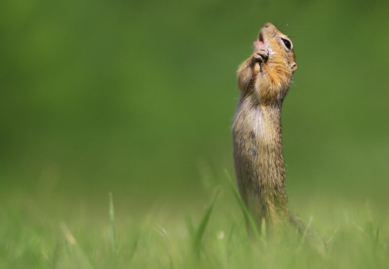 Kranitz Roland. Работа финалиста конкурса Comedy Wildlife Photography Awards 2020