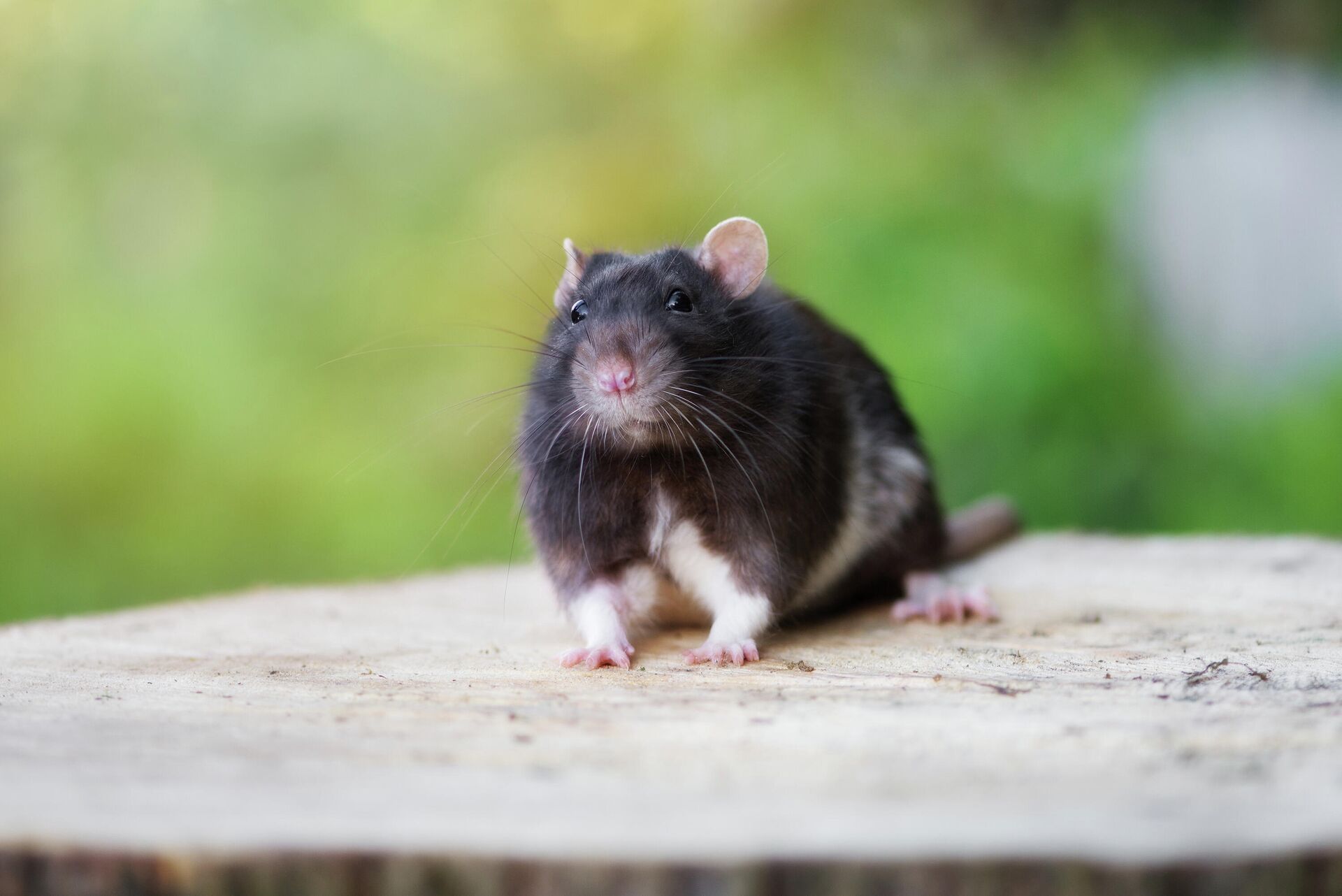 Черная крыса на улице - РИА Новости, 1920, 06.11.2025