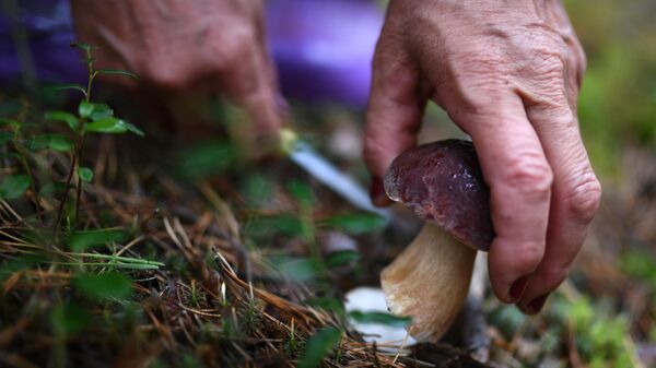 Житель села Юрт-Акбалык собирает грибы в лесу