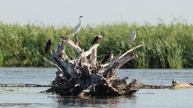 Дельта Волги