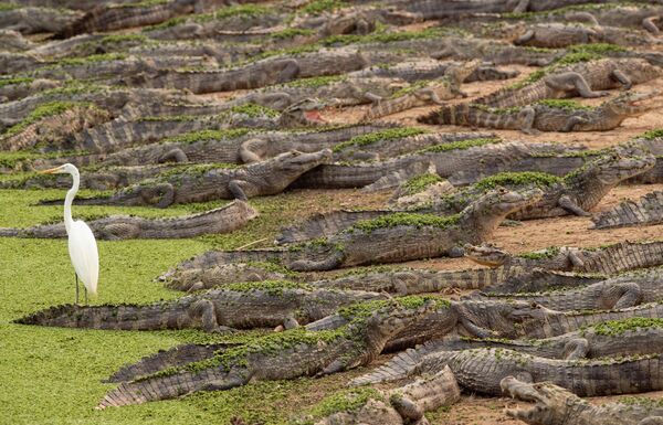 Аллигаторы и цапля на берегу реки Бенту-Гомеш в водно-болотных угодьях Пантанала близ Поконе, штат Мату-Гросу, Бразилия