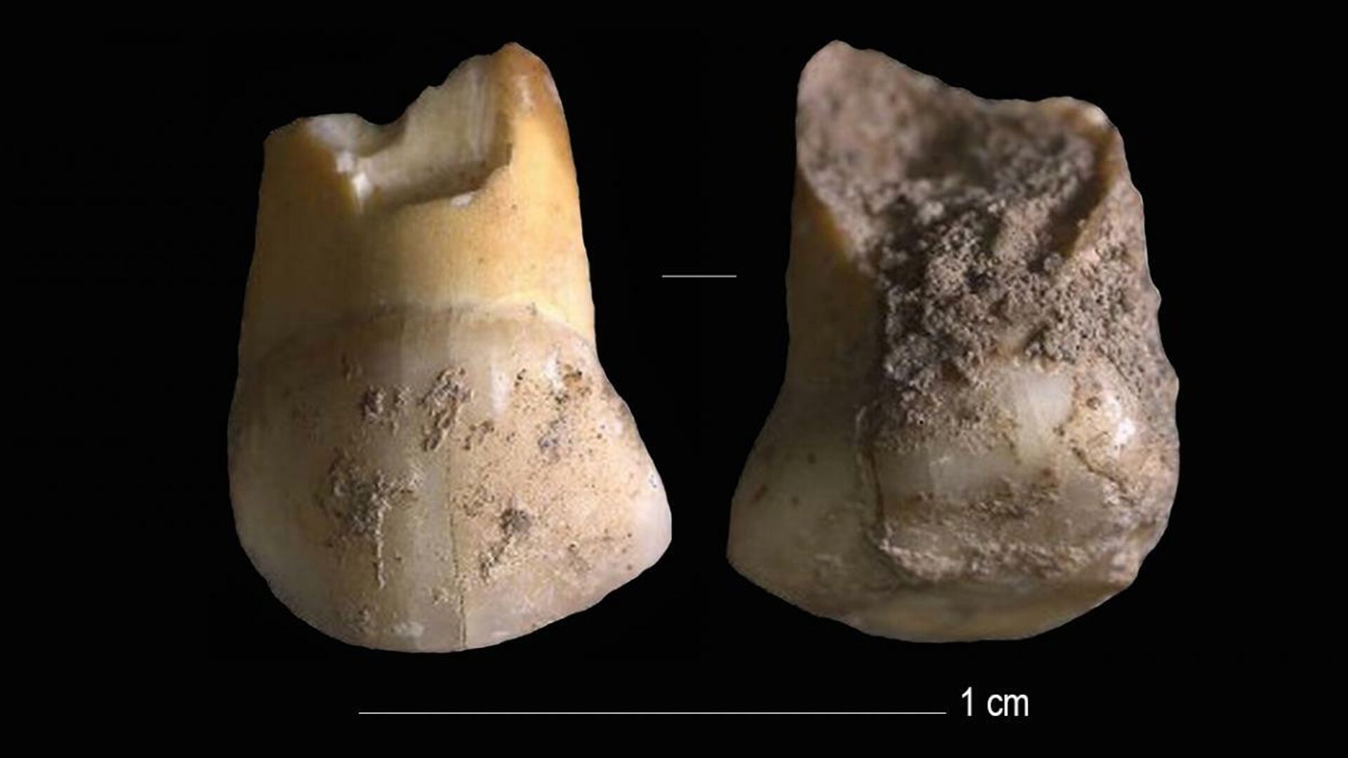 Верхний молочный клык принадлежал ребенку-неандертальцу в возрасте 11 или 12 лет - РИА Новости, 1920, 18.09.2020