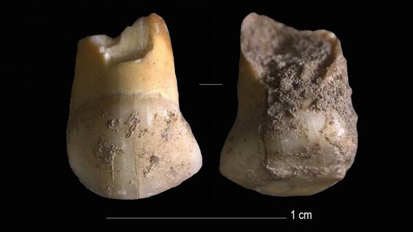 Верхний молочный клык принадлежал ребенку-неандертальцу в возрасте 11 или 12 лет