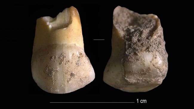 Верхний молочный клык принадлежал ребенку-неандертальцу в возрасте 11 или 12 лет