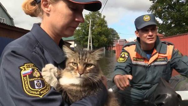 В Хабаровском крае прибывает вода:  сотрудники МЧС спасают людей и животных
