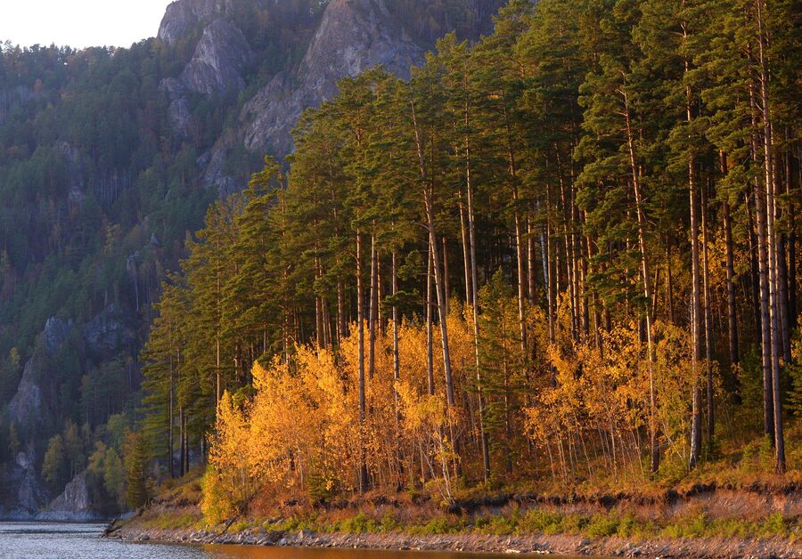 Деревья на берегу Бирюсинского залива на Красноярском водохранилище в Красноярском крае