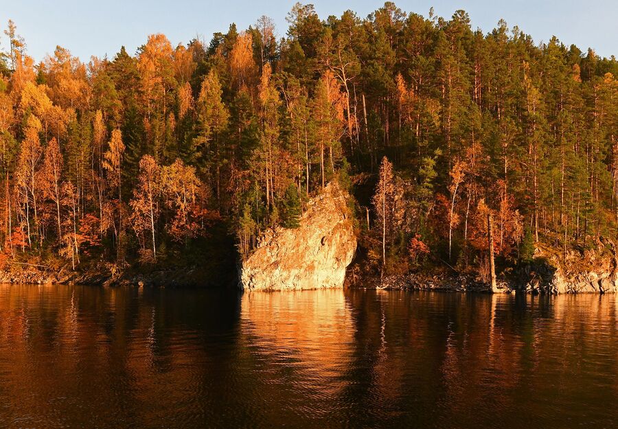 Деревья на берегу Красноярского водохранилища в Красноярском крае