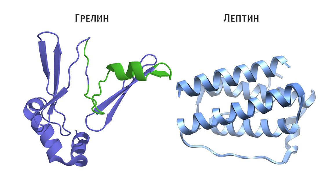 Гормоны грелин и лептин - РИА Новости, 1920, 23.09.2020