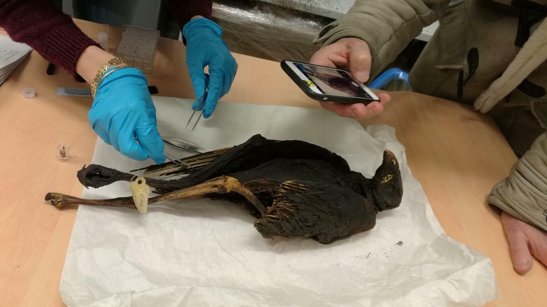 Ученые отбирают образцы материала мумифицированных птиц в Музее слияний в Лионе - РИА Новости, 1920, 23.09.2020