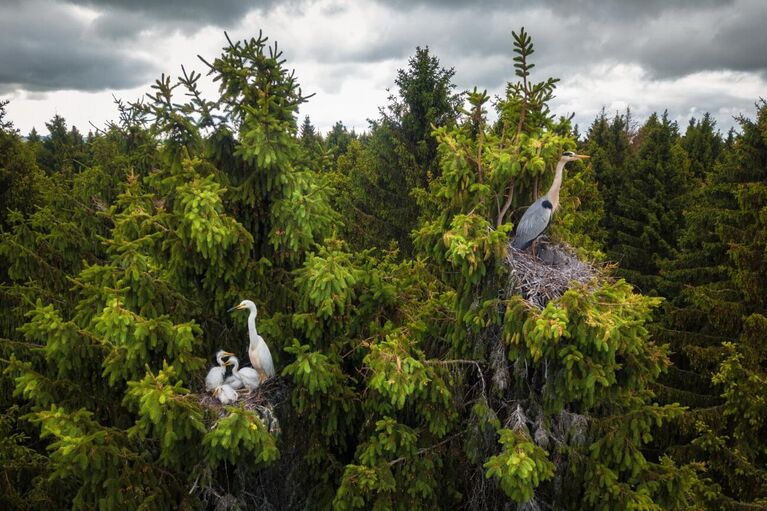 Dmitrii Viliunov. Работа победителя конкурса Drone Photo Awards 2020