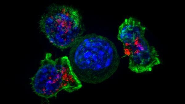 Раковая клетка, окруженная клетками-киллерами