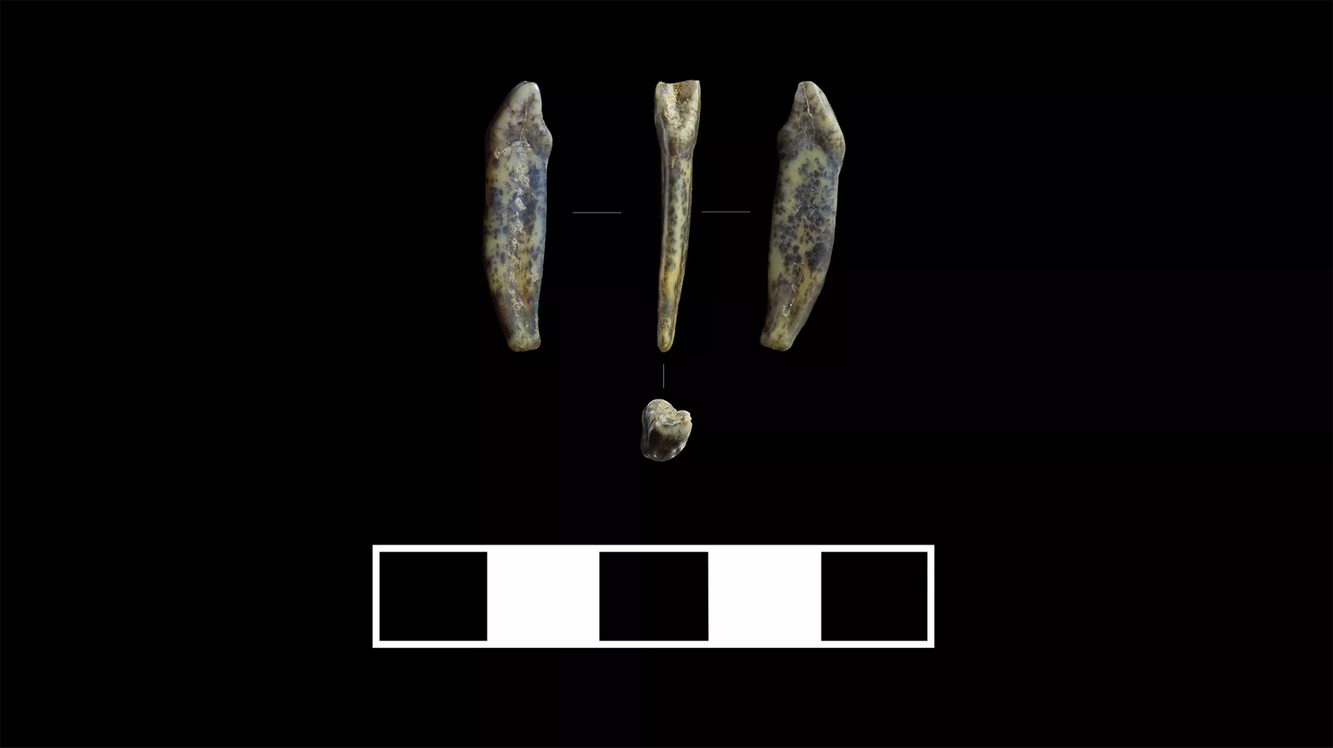 Зубы неандертальцев, найденные в Чагырской пещере - РИА Новости, 1920, 19.10.2022