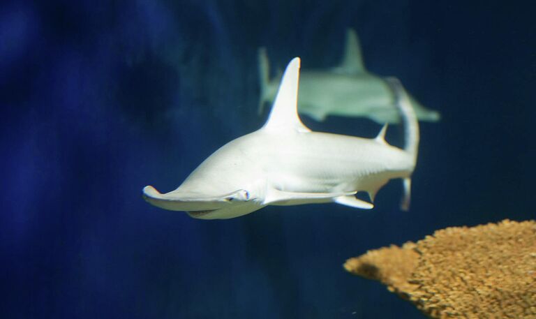 Ер адам пискадан алынған сперматозоидпен қоректенеді Ер адам пискадан алынған сперматозоидпен қоректенеді