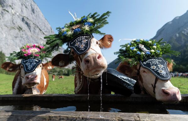 Коровы, украшенные колокольчиками и цветами перед ежегодным церемониальным перегоном скота (Almabtrieb) в тирольском альпийском природном парке Карвендель, Австрия