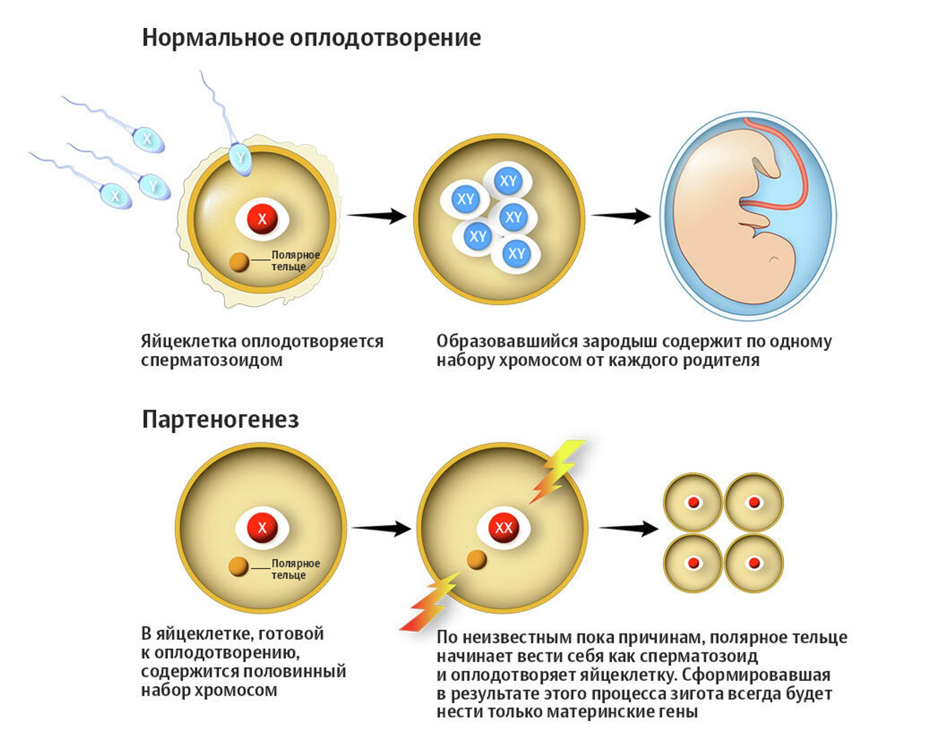Яйцеклетки сохраняют способность к оплодотворению. Схема созревания яйцеклетки. Механизм оплодотворения яйцеклетки схема. Партеногенез у пчел Тип размножения. Партеногенез однополое размножение.