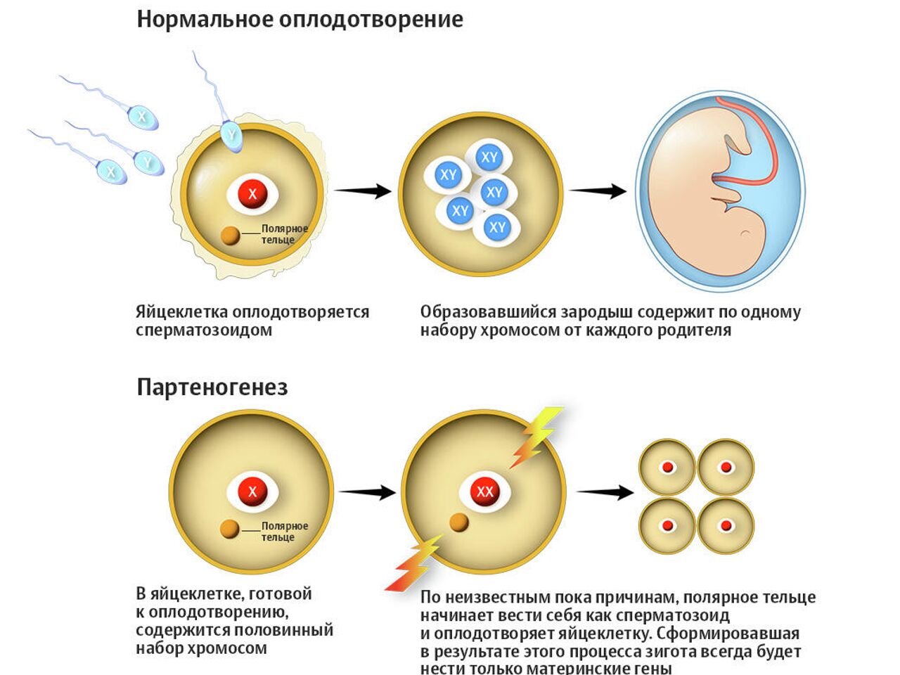 Обошлись без секса. Случаи непорочного зачатия, подтвержденные наукой - РИА  Новости, 25.09.2020