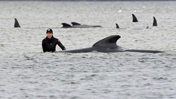 Операция по спасению дельфинов, выбросившихся на отмель у западного побережья австралийского штата Тасмания