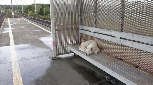 Собака ждет хозяина на остановке Платформа 94й километр в селе Тигровом Партизанского ГО