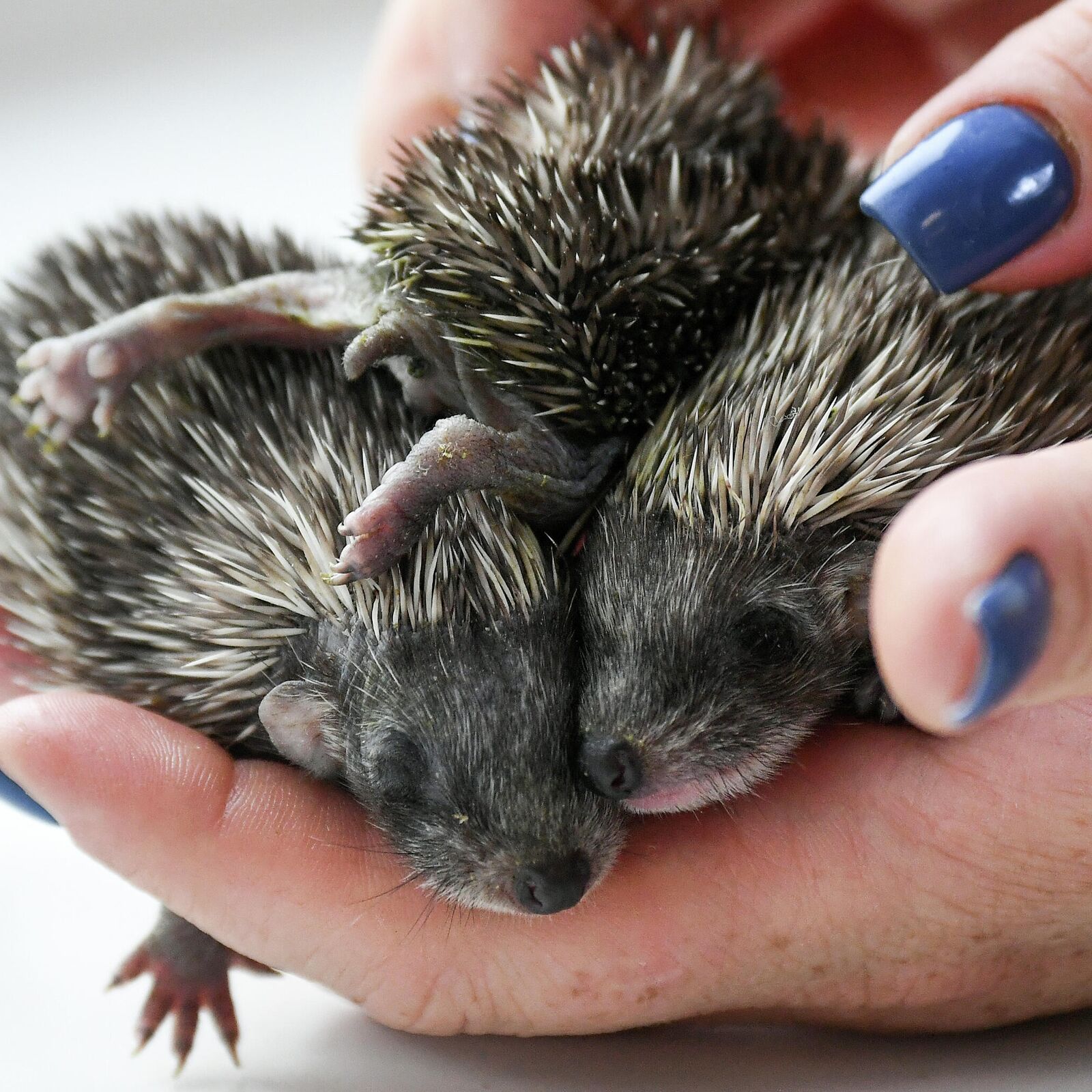 Как раскрыть ежика. Хмурый ежик. Еж ехидна дикобраз. Ошейниковый ёж. Как раскрыть ежика.
