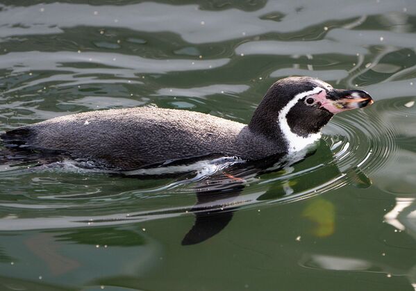 Молодой самец пингвина Гумбольта плавает в бассейне в парке флоры и фауны Роев ручей в Красноярске