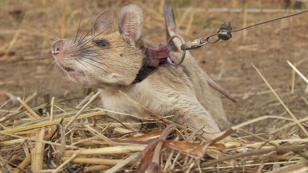 Гамбийская сумчатая крыса по имени Магова, участвовавшая в обнаружение неразорвавшихся наземных мин в Камбодже