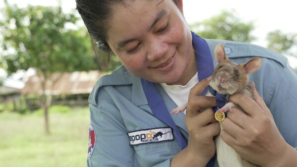 Гамбийская сумчатая крыса по имени Магова, участвовавшая в обнаружение неразорвавшихся наземных мин в Камбодже