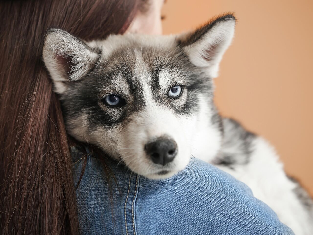 Как уговорить родителей купить собаку??? | ВКонтакте