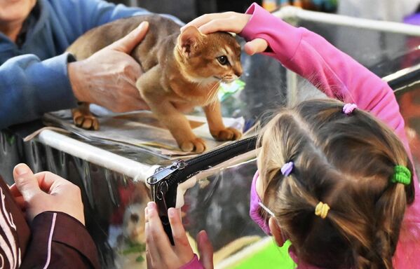 Посетитель выставки КоШарики Шоу в Сокольниках гладит кошку абиссинской породы