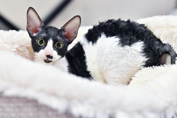 Кошка породы корниш-рекс на выставке КоШарики Шоу в Сокольниках