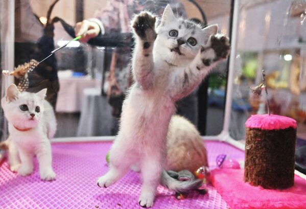 Котята британской породы на выставке КоШарики Шоу в Сокольниках