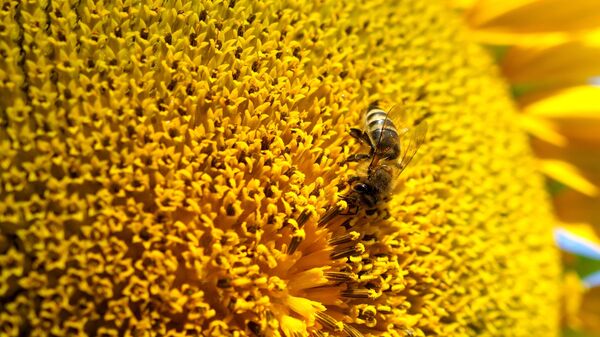 Пчела на цветке подсолнечника