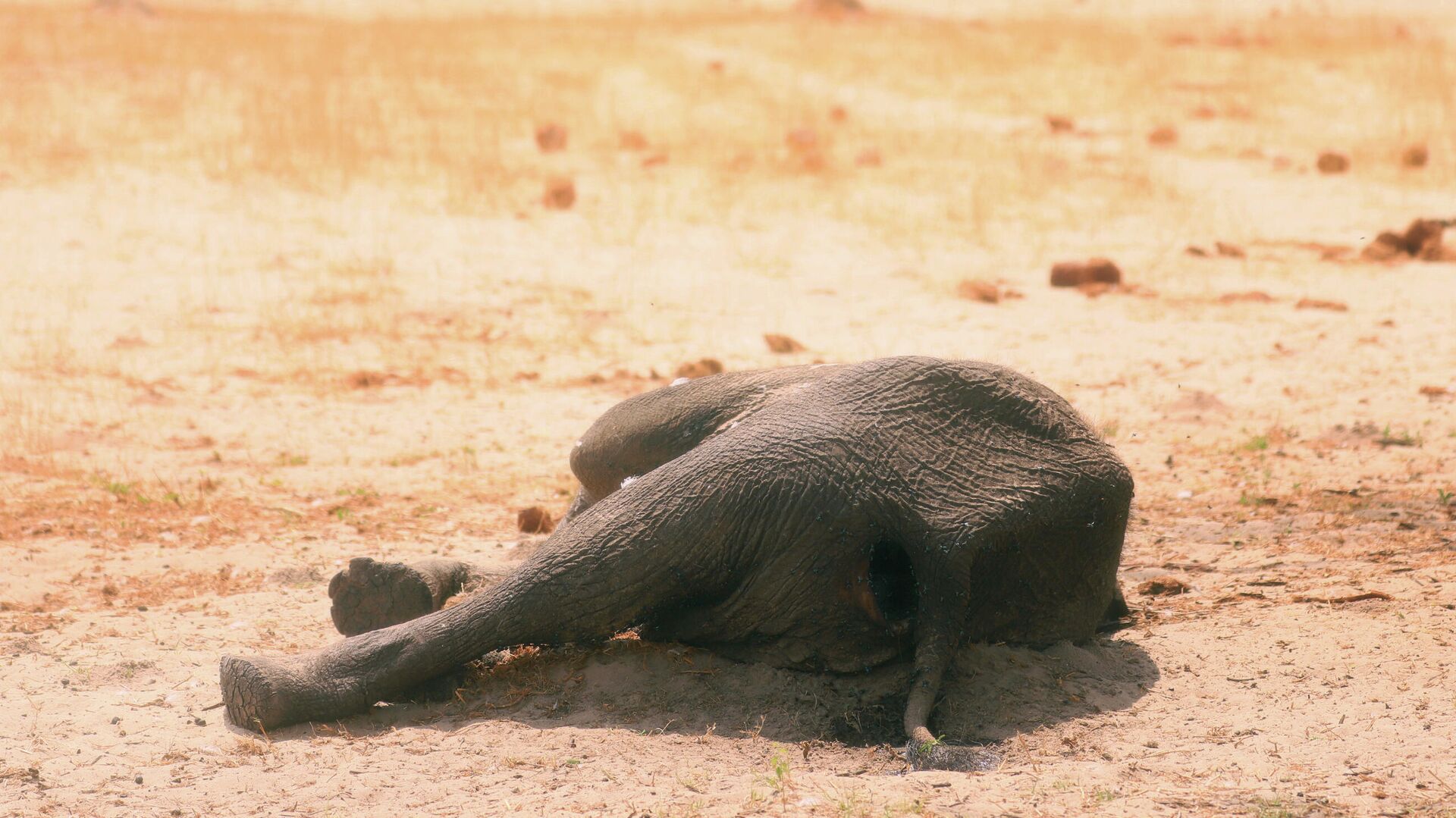 Мертвый слон в национальном парке Хуэндж в Зимбабве - РИА Новости, 1920, 29.09.2020