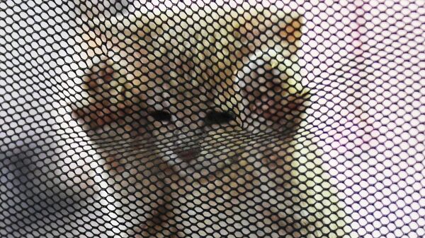 Котенок в переноске на выставке КоШарики Шоу в Сокольниках