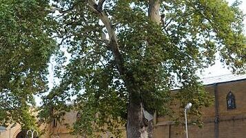  Древний платан, растущий во дворе старинной Джума-мечети в Дербенте - РИА Новости, 1920, 01.10.2020