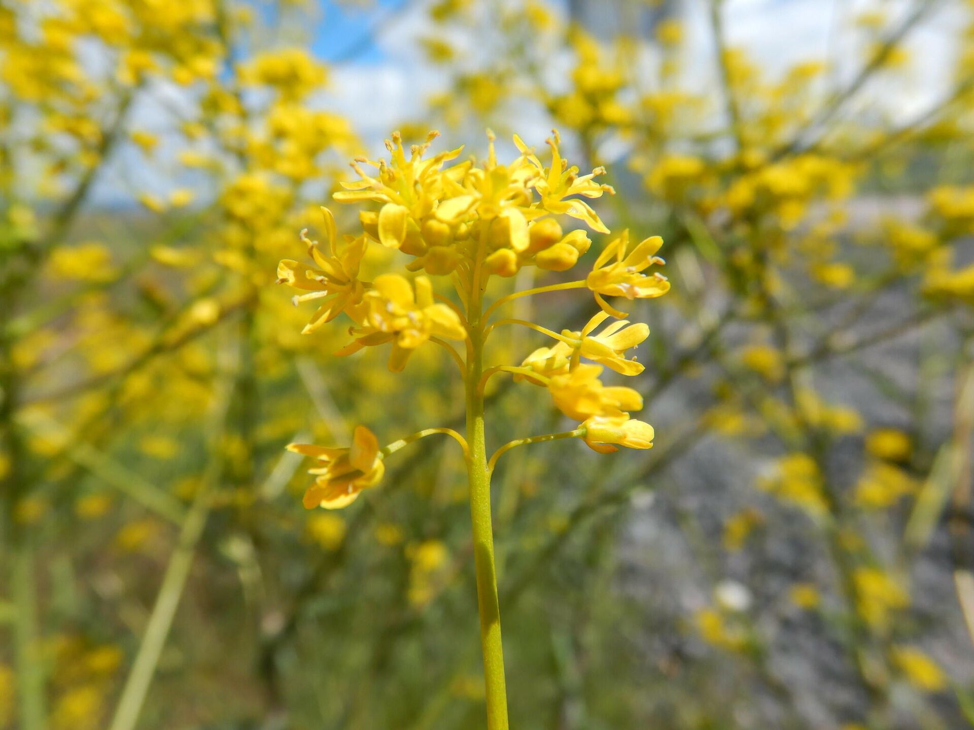 Вайда красильная (Isatis tinctoria) - РИА Новости, 1920, 02.10.2020