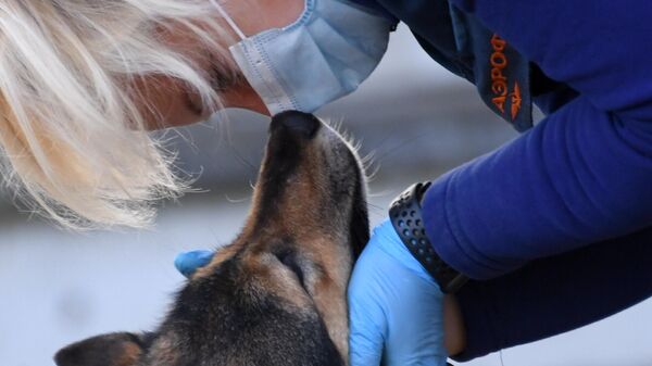 Кинолог с одной из служебных собак кинологического подразделения авиакомпании Аэрофлот в аэропорту Шереметьево, которых начали тренировать на выявление коронавирусной инфекции