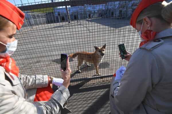 Сотрудницы Аэрофлота у вольера со служебными собаками посещения кинологического подразделения авиакомпании Аэрофлот в аэропорту Шереметьево