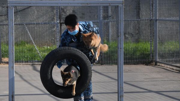 Служебные собаки в вольере кинологического подразделения авиакомпании Аэрофлот в аэропорту Шереметьево