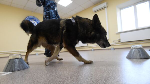 Служебная собака во время тренировки в кинологическом подразделении авиакомпании Аэрофлот в аэропорту Шереметьево по выявлению коронавирусной инфекции у человека