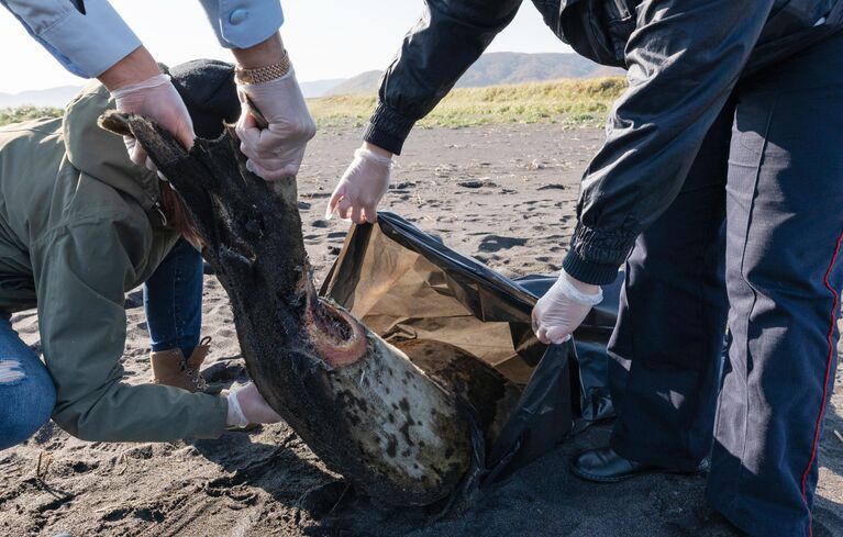 На Камчатке тысячи морских животных выбросились на берег