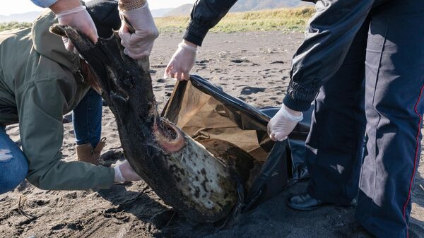 На Камчатке тысячи морских животных выбросились на берег