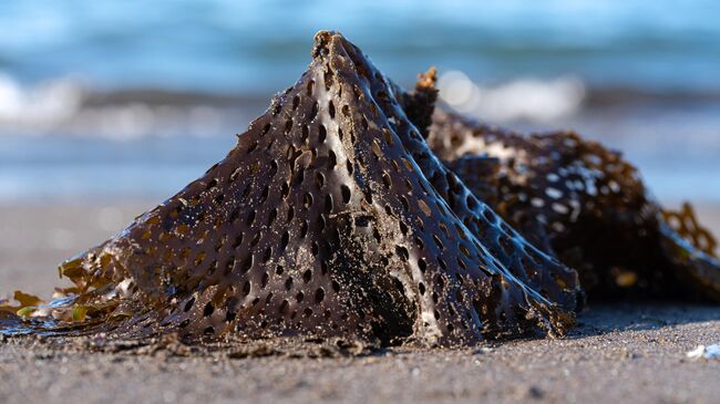 Выброшенные на берег Авачинской губы водоросли