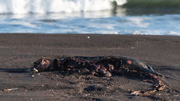 Погибшая ларга, выброшенная на берег Халактырского пляжа на полуострове Камчатка
