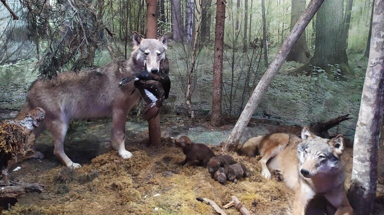 Музей природы Национального парка Беловежская пуща