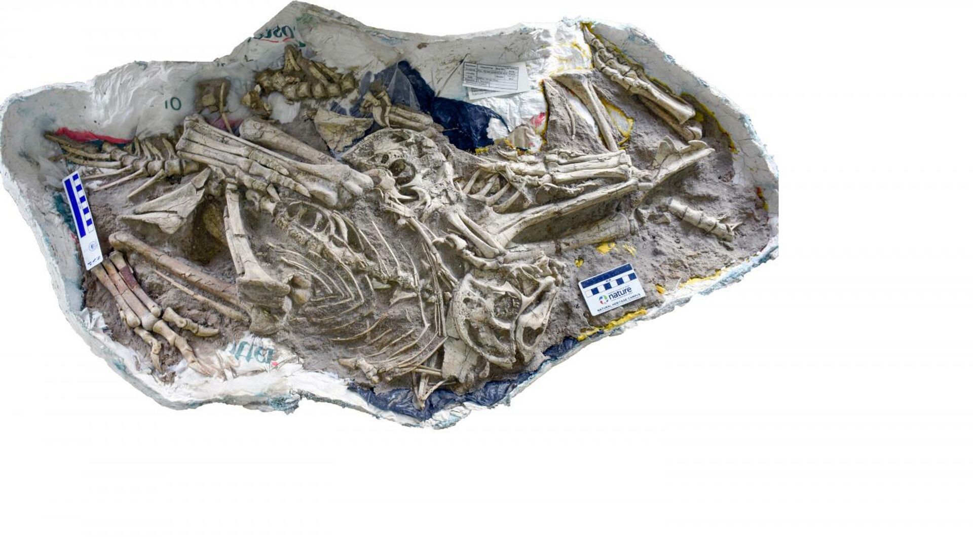  Три скелета динозавра Oksoko avarsan, найденные совместно - РИА Новости, 1920, 07.10.2020