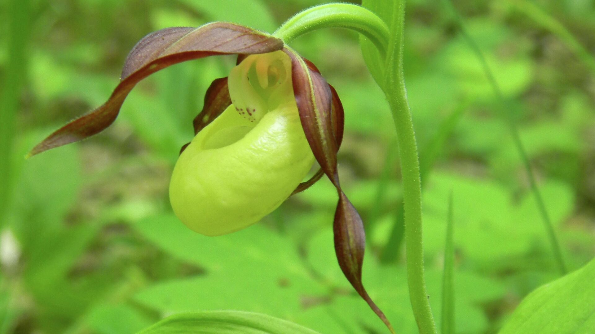 Венерин башмачок настоящий (Cypripedium calceolus) - РИА Новости, 1920, 08.10.2020