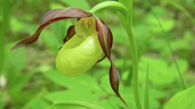 Венерин башмачок настоящий (Cypripedium calceolus)