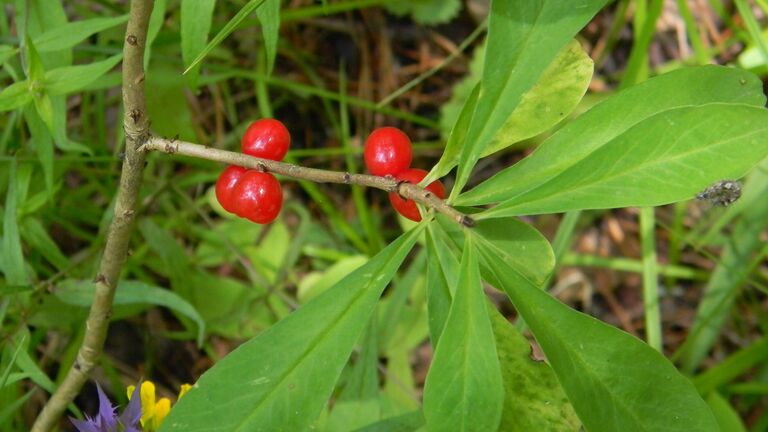 Волчеягодник обыкновенный (Daphne mezereum)