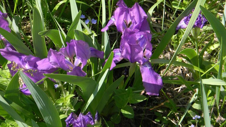 Ирис безлистный (Iris aphylla)