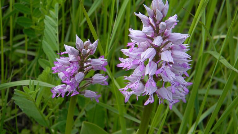 Ятрышник шлемоносный (Orchis militartis)